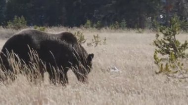 Wyoming 'in Yellowstone Ulusal Parkı' nda yiyecek arayan büyük bir boz ayının yan görüntüsü.