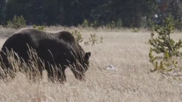 Вид Сбоку Большого Медведя Гризли Ищущего Пищу Желтом Камне Национального — стоковое видео