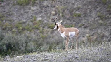 Wyoming 'in Yellowstone Ulusal Parkı' ndaki Lamar Vadisi 'nin yamacında bir antilop duruyor.