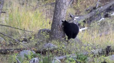 Bir siyah ayı yavrusu Wyoming, ABD 'deki Yellowstone Ulusal Parkı' nda bir ağacın yanında duruyor.