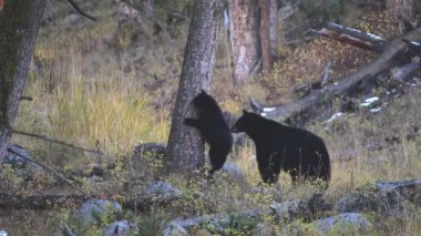 Wyoming, ABD 'deki Yellowstone Ulusal Parkı' nda bir ağacın yanında duran siyah bir ayı anne ve yavrusu.