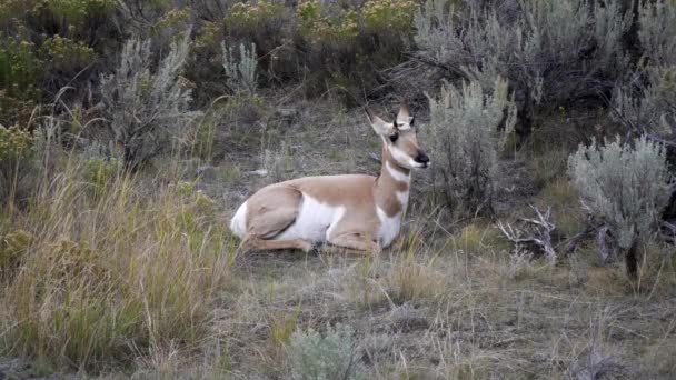 Präktig Antilop Sitter Marken Vid Gulstensnationalpark Wyoming Usa — Stockvideo