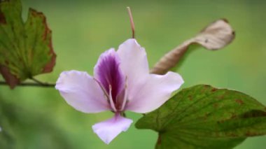 Jaipur, Hindistan 'da güzel bir Bauhinia çeşidi.