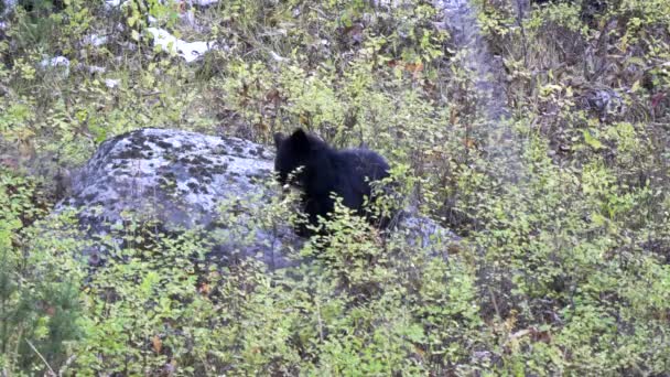 在美国怀俄明州的黄石公园里 一只以白色浆果为食的黑熊幼崽 — 图库视频影像