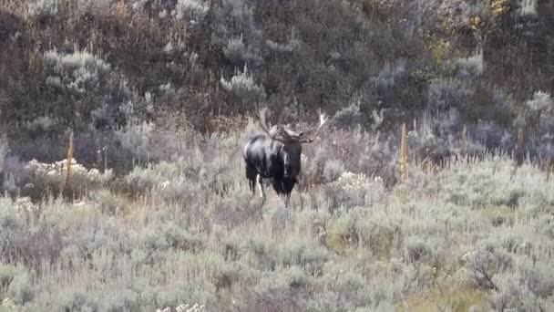 Kamerafahrt Eines Elchbullen Der Grand Teton Nationalpark Der Nähe Von — Stockvideo