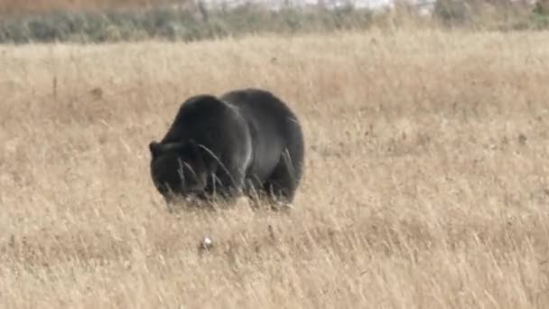 Side View Large Grizzly Bear Approaching Yellowstone National Park Wyoming — Stock Video
