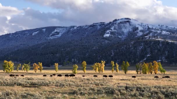 Őszi Lövés Egy Bölény Csorda Sétál Lamar Völgyben Yellowstone Nemzeti — Stock videók