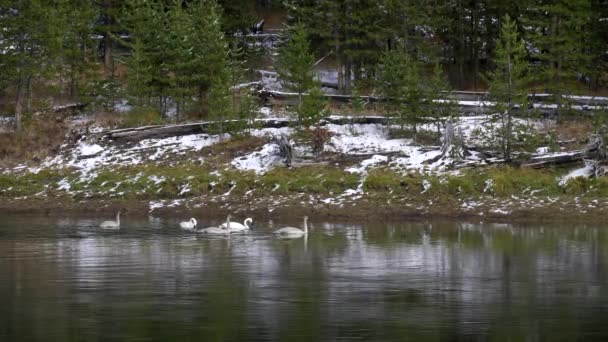 Breed Schot Van Een Trompettist Zwom Volwassenen Cygnets Zwemmen Yellowstone — Stockvideo
