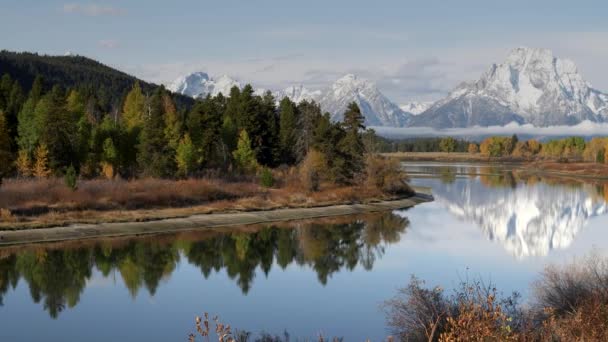 Πρωί Panning Δεξιά Κλιπ Της Καμπύλης Βόδια Στο Grand Teton — Αρχείο Βίντεο