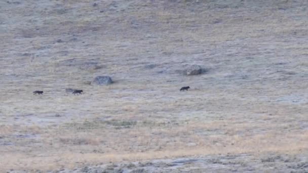 Egy Farkasfalka Három Tagja Fut Keresztül Lamar Völgy Domboldalán Yellowstone — Stock videók