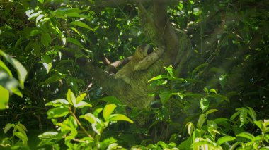 a baby three toed sloth, while resting with its mother in a tree, looks at the camera at manuel antonio national park in costa rica