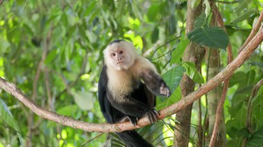 a panamanian white-faced capuchin monkey sits on a liana vine, scratches its back and looks around at manuel antonio national park in costa rica