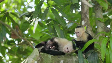 a capuchin monkeys lays down for another to pick lice at manuel antonio national park in costa rica