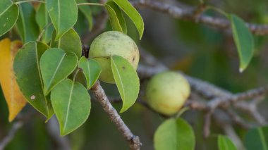 close up of the fruit and leaves of a highly poisonous manchineel tree at manuel antonio national park in costa rica clipart