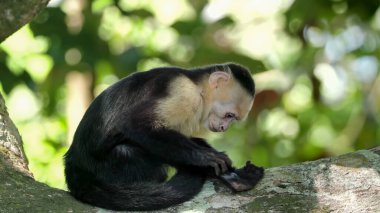 side view of a panamanian white-faced capuchin checking its body for lice at manuel antonio national park in costa rica