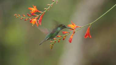 shot of a talamanca hummingbird feeding on an orange crocosima flower at a garden in costa rica