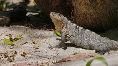 Siyah dikenli kuyruklu bir iguana, yerde dinleniyor, kafasını Costa Rica 'daki Manuel Antonio Ulusal Parkı' na çeviriyor.