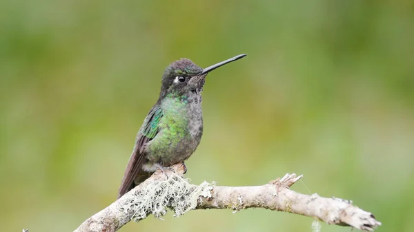 Een Zittende Talamanca Kolibrie Een Tuin Costa Rica — Stockfoto