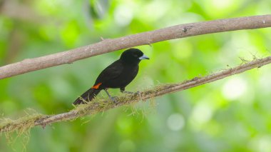 Kosta Rika 'daki Sarapiqui' de bir bahçedeki tünekte kiraz tanjantının ön görüntüsü.
