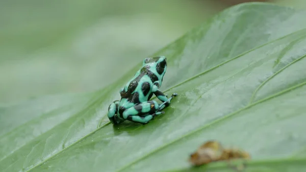 一只绿色和黑色的有毒飞镖蛙 背上背着一只蝌蚪 栖息在科斯塔里卡花园的一片大叶上 — 图库照片