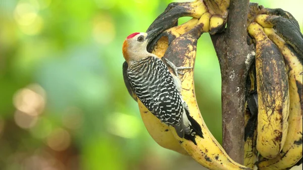 科斯塔里卡Sarapiqui一个在花园里吃香蕉的啄木鸟 — 图库照片