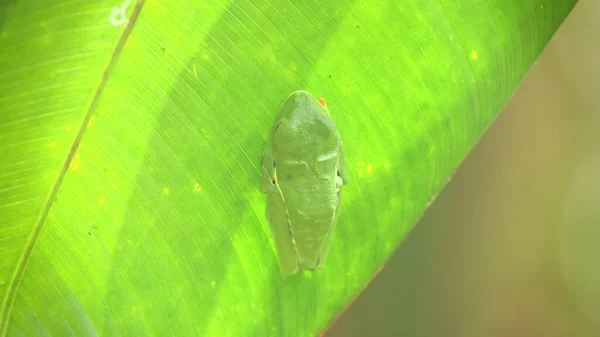 코스타에 정원의 나뭇잎 아래에서 눈동자의 개구리가 위에서 — 스톡 사진