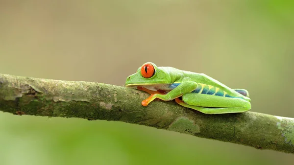 Red Eyed Tree Frog Its Eyes Open Garden Sarapiqui Costa — Stock Photo, Image