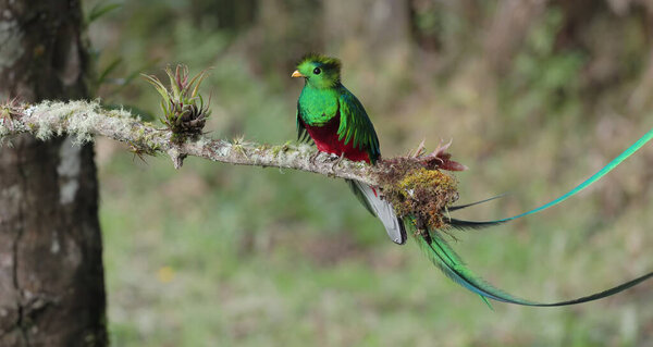 a wide shot of a beautifully sunlit resplendent quetzal male perched on a branch at a cloud forest of costa rica