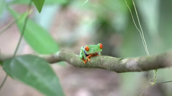 Βάτραχος Κόκκινα Μάτια Κλαδί Κήπο Στο Σαραπικί Της Κόστα Ρίκα — Φωτογραφία Αρχείου