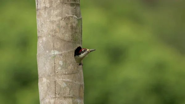 Zwartwangspecht Kijkt Uit Vanuit Een Nest Stam Van Een Palmboom — Stockfoto