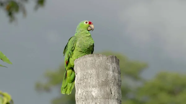 Czerwonogłosa Amazońska Papuga Siedząca Palmowym Pniu Boca Tapada Costa Rica — Zdjęcie stockowe