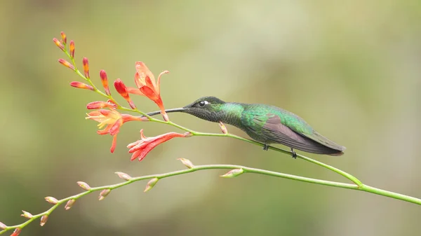 Koliber Talamanca Siedzący Żywiący Się Kwiatem Krokozymy Ogrodzie Kostaryce — Zdjęcie stockowe