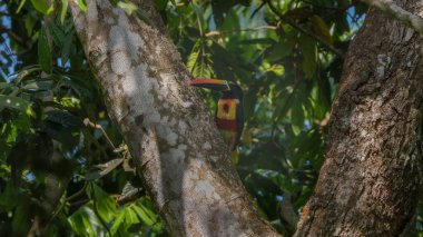 Kosta Rika 'daki Manuel Antonio Ulusal Parkı' ndaki bir ağaçtaki ateşli gagalı Aracari 'nin ön görüntüsü.