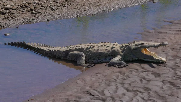 Crocodilo Americano Com Boca Aberta Para Arrefecer Rio Tarcoles Costa — Fotografia de Stock