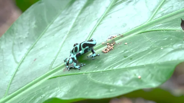 Green Black Poison Dart Frog Leaf Garden Sarapiqui Costa Rica — Stock Photo, Image