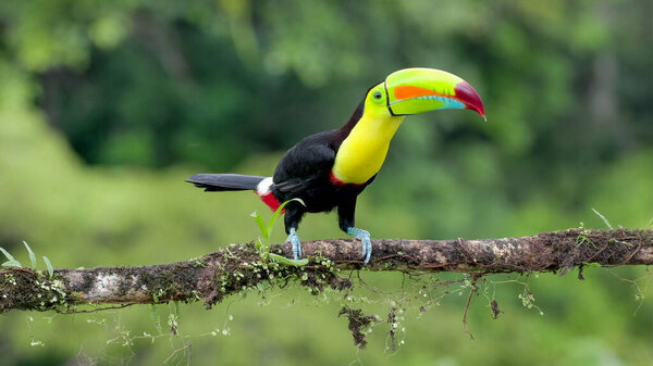 a keel-billed toucan perched on a branch vocalizing at boca tapada in costa rica