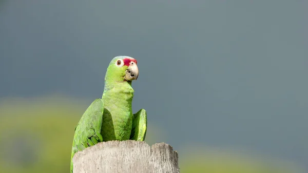 Zbliżenie Przodu Ujęcie Czerwonej Amazonki Papugi Siedzącej Pniu Palmy Boca — Zdjęcie stockowe