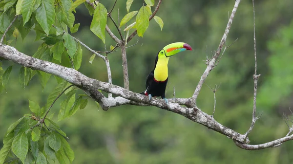 Long Shot Keel Billed Toucan Perched Branch Calling Boca Tapada — Stock Photo, Image