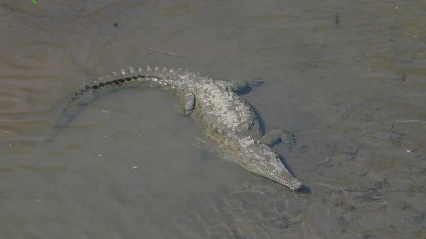 Egy Amerikai Krokodil Magas Látószögű Elölnézete Costa Ricában Lévő Tarcoles — Stock Fotó