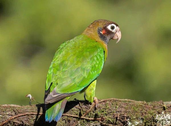 Widok Tyłu Męskiej Papugi Brązowej Kapturze Siedzącej Gałęzi Boca Tapada — Zdjęcie stockowe