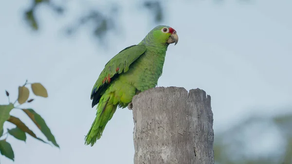 Czerwonogłowy Amazonka Papuga Siedząca Pniu Drzewa Wyciąga Skrzydła Boca Tapada — Zdjęcie stockowe