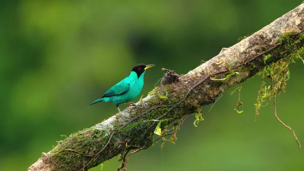 Samec Zeleného Medonosiče Usazený Větvi Boca Tapada Costa Rica — Stock fotografie