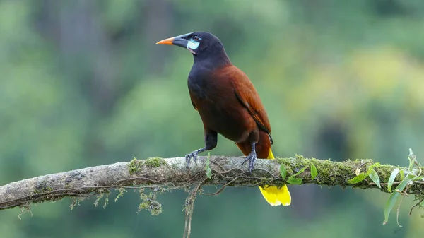Montezuma Oropendola Perched Branch Rainy Afternoon Boca Tapada Costa Rica — Stock Photo, Image