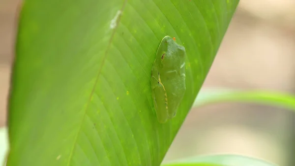 Side View Red Eyed Tree Frog Sleeping Leaf Garden Sarapiqui — Stock Photo, Image