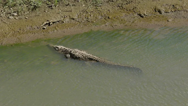 Crocodilo Americano Repousa Com Cabeça Nas Margens Rio Tarcoles Costa — Fotografia de Stock