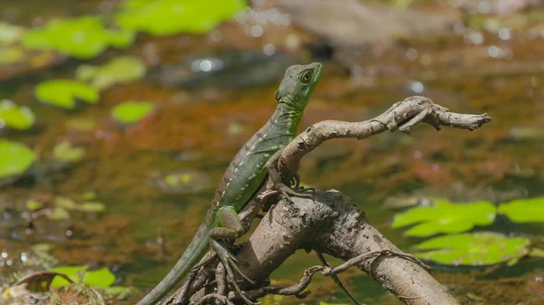 Самка Зеленой Ящерицы Корне Дерева Рядом Лагуной Бока Тапада Коста — стоковое фото