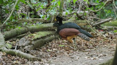 Kosta Rika 'nın Corcovado Ulusal Parkı' ndaki yağmur ormanlarında bir çift büyük papaz dişi kuş.