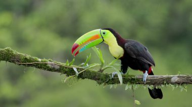 Yılan gagalı bir Toucan gagasını Kosta Rika 'daki Boca Tapada' da bir dala sildi.