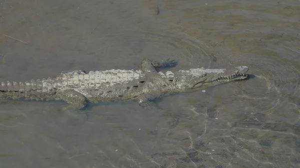 Eine Hochgewinkelte Seite Mit Blick Auf Ein Amerikanisches Krokodil Ufer — Stockfoto