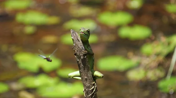 一只绿色的凤尾鱼在科斯塔里卡的泻湖边的树枝上看着蜻蜓 — 图库照片